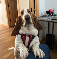a basset hound wearing a harness